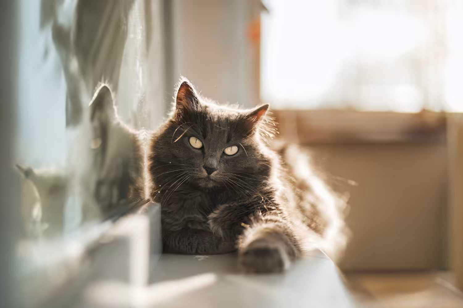 Aprenda ações que os tutores fazem e os gatos detestam