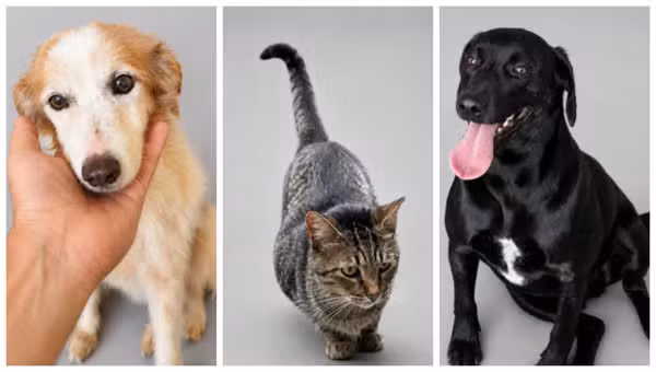 Plataforma reúne mais de 600 cães e gatos resgatados para adoção no interior de São Paulo