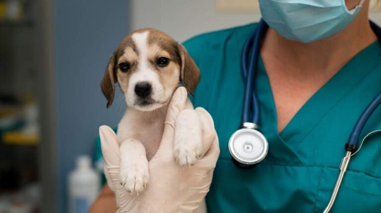 Exercício ilegal da Medicina Veterinária vira crime e marca nova fase de proteção à saúde animal no Brasil