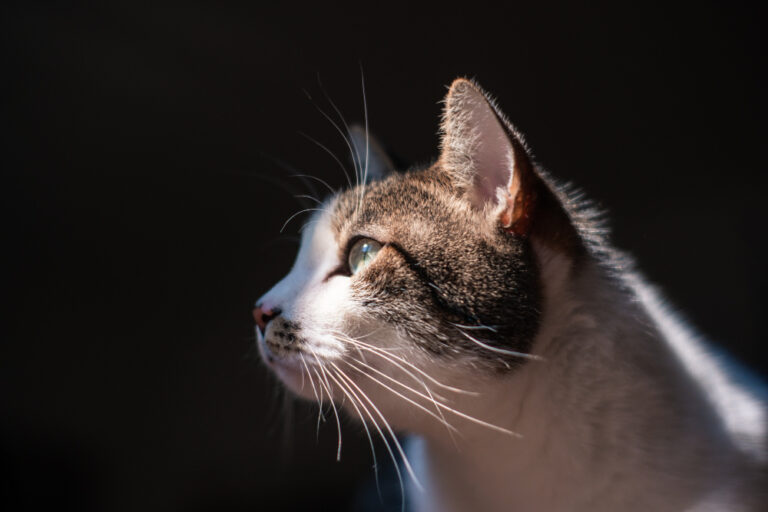 Diabetes em gatos: estudo cria um perfil da doença nos felinos