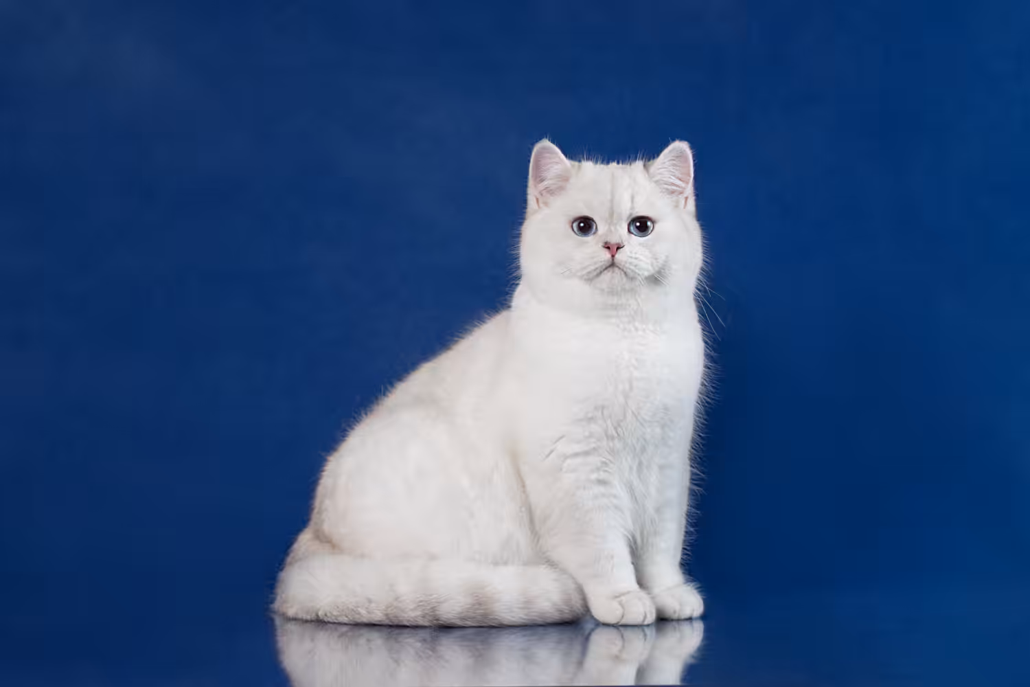 Confira algumas curiosidade sobre os gatos brancos