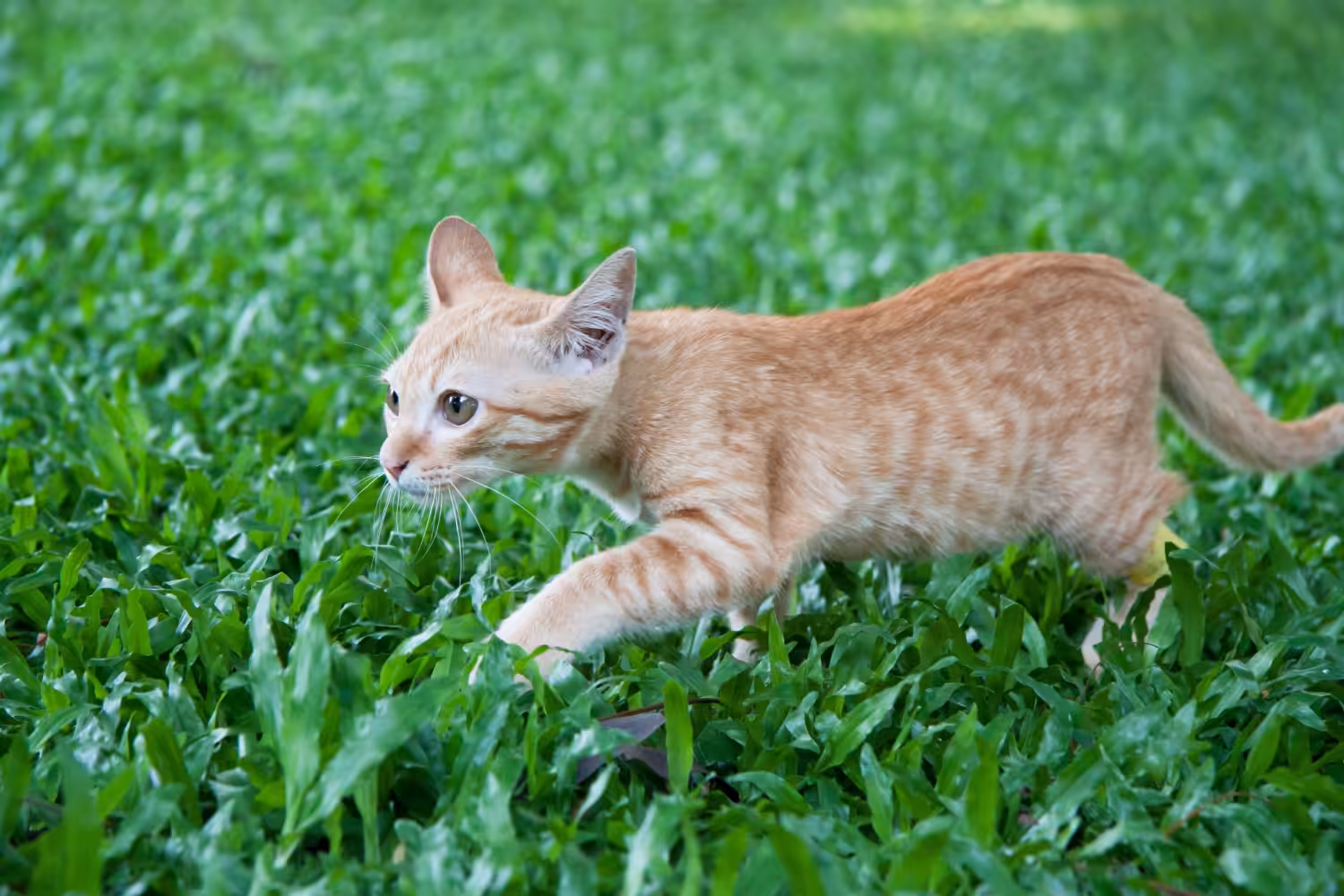 Como garantir saúde, conforto e comportamento natural ao meu gato?