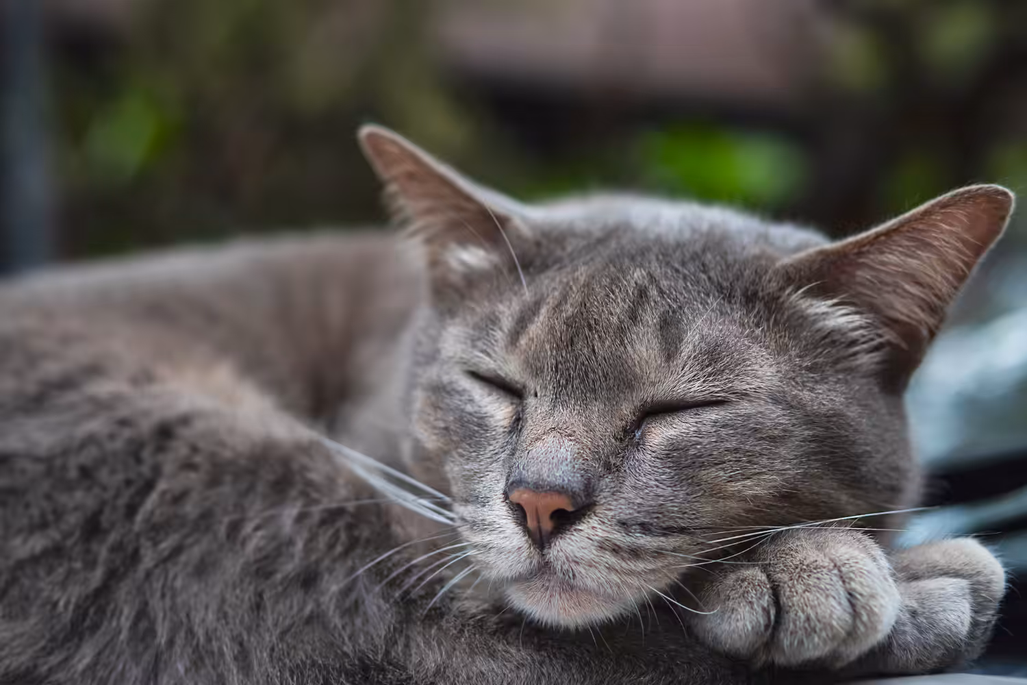 Será que meu gato já é idoso?