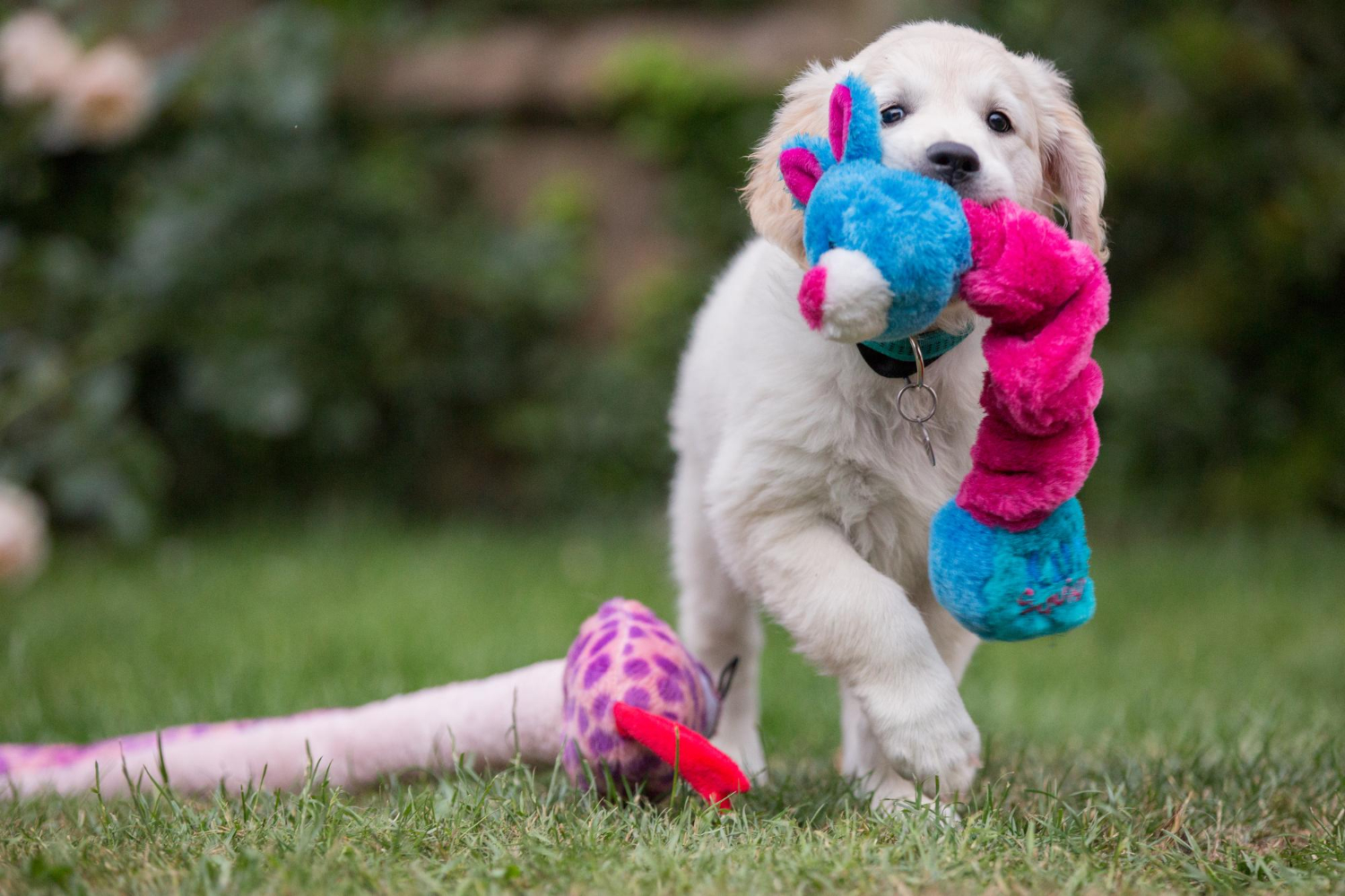 enriquecimento ambiental para pets