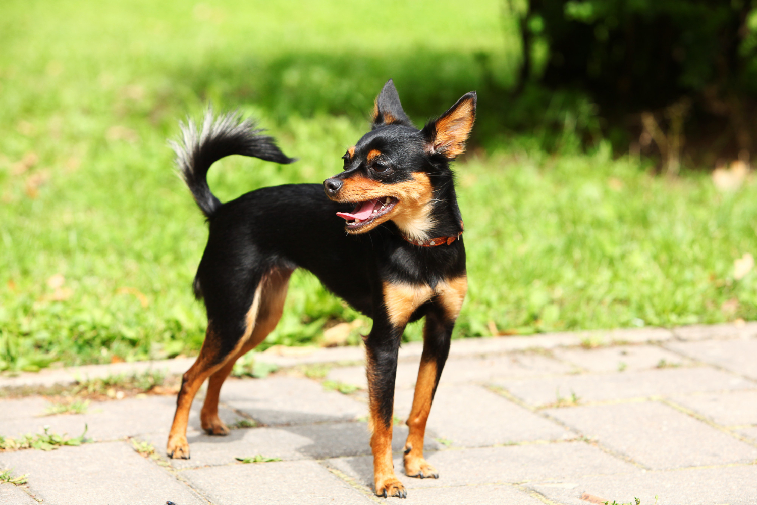 Porte e formato do focinho são fatores de maior longevidade canina