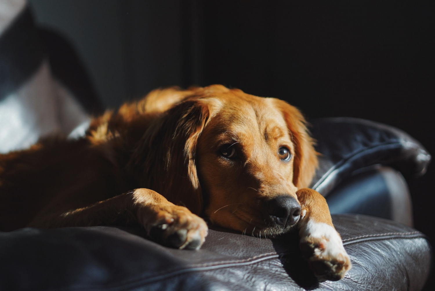 Atitudes dos tutores podem ferir os sentimentos dos cães