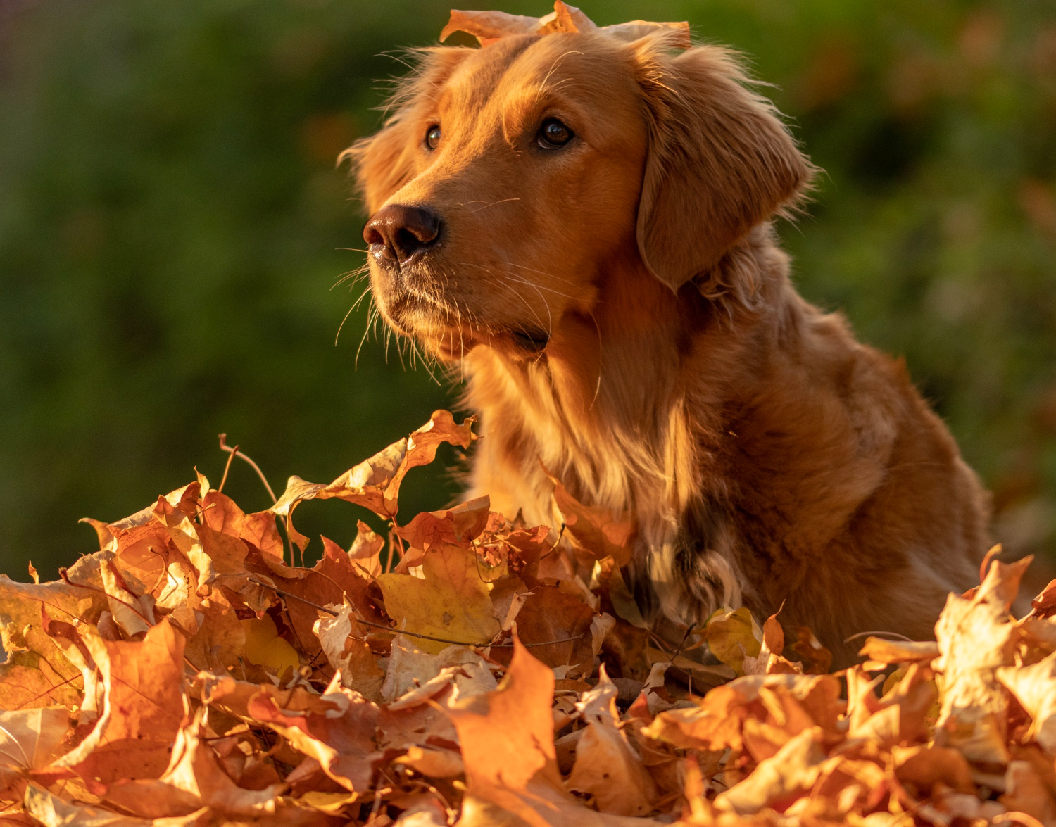 cachorro com folhas de outono