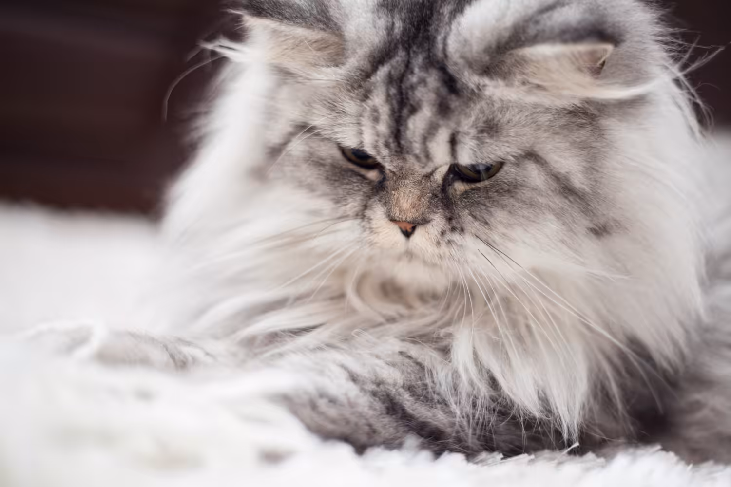 Quais os riscos das bolas de pelos para os gatos?