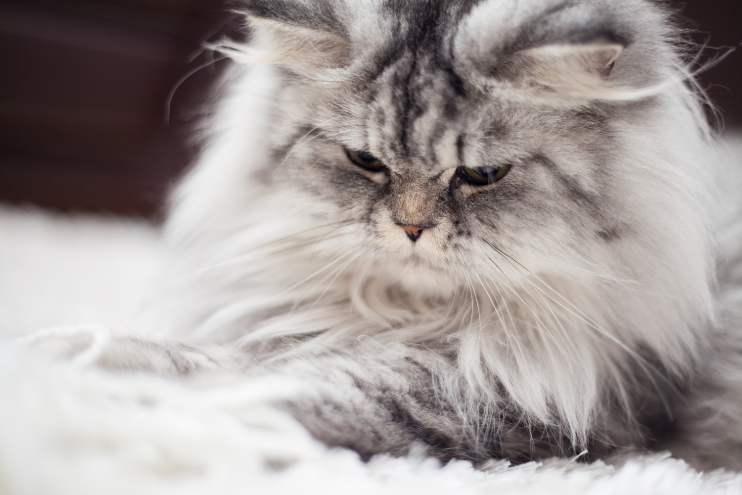 Quais os riscos das bolas de pelos para os gatos?