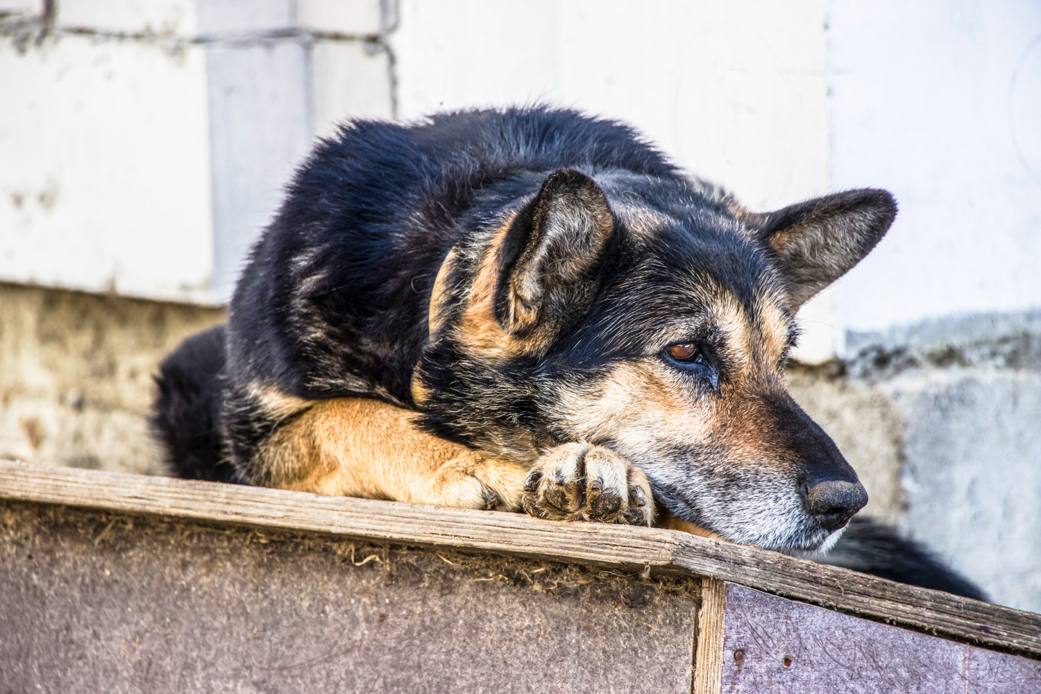 Lei sancionada proíbe a morte de animais de rua no Piauí