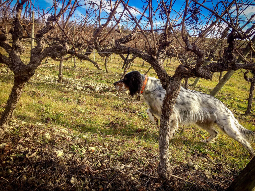 Cães são utilizados para detectar pragas em vinhedos