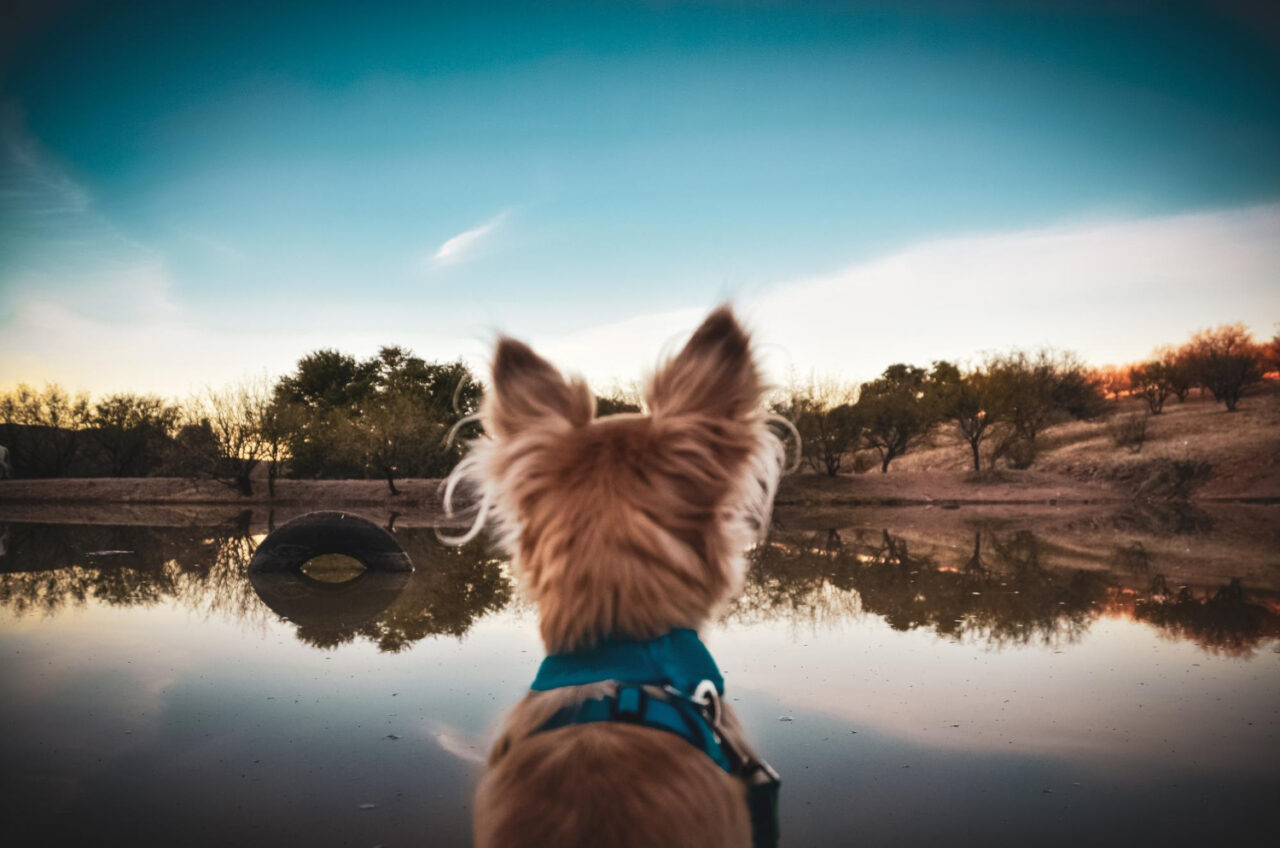 Tutores podem deixar suas heranças aos animais de companhia?