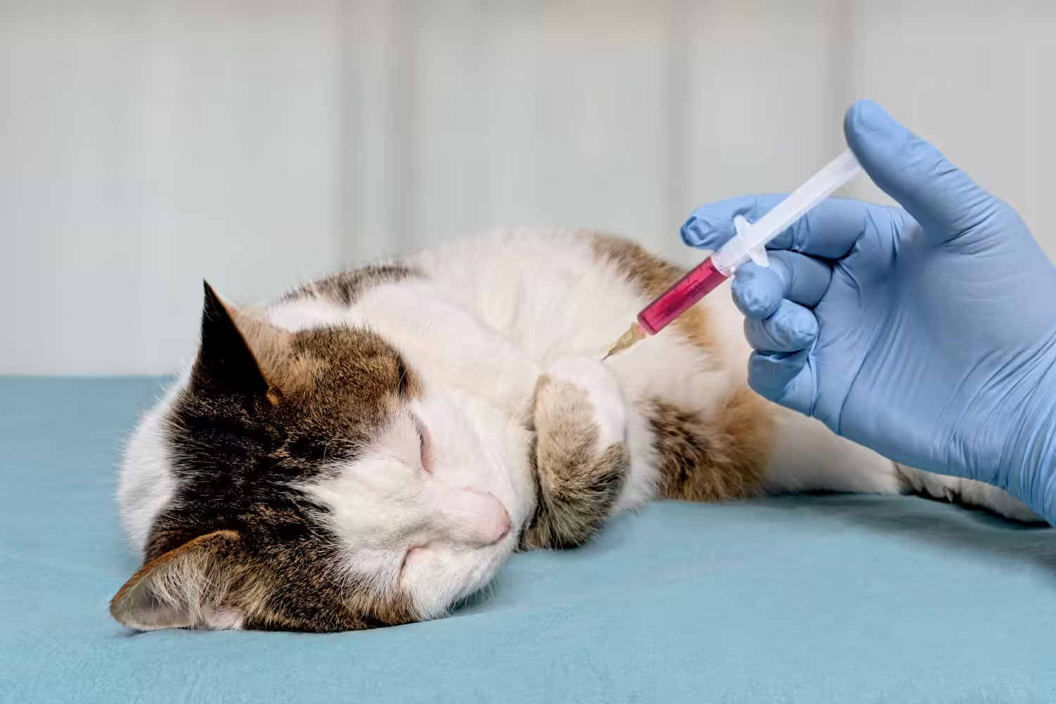 Novo medicamento possibilita vida sem dor para gatos com osteoartrite