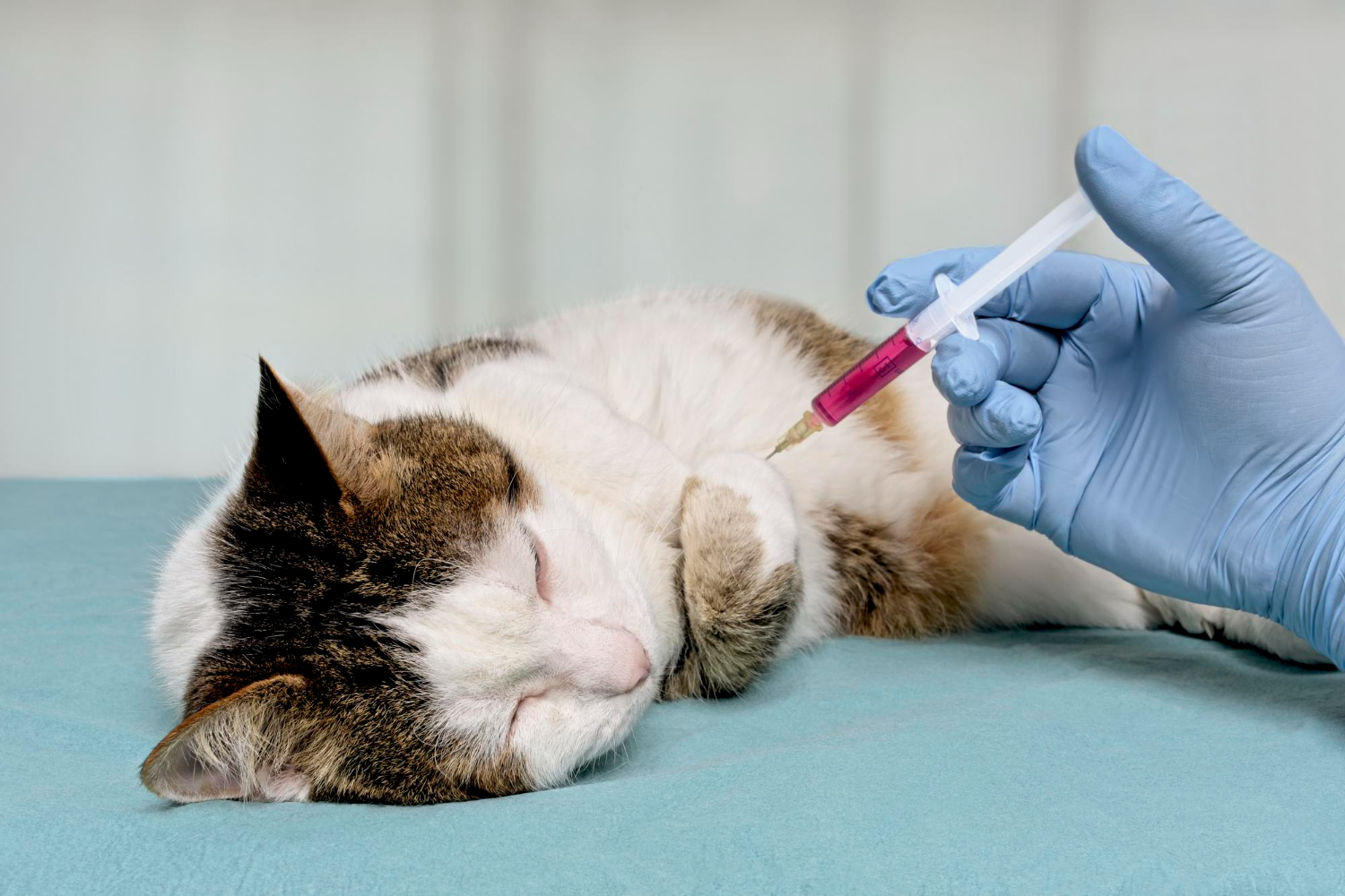 gato tomando medicamento