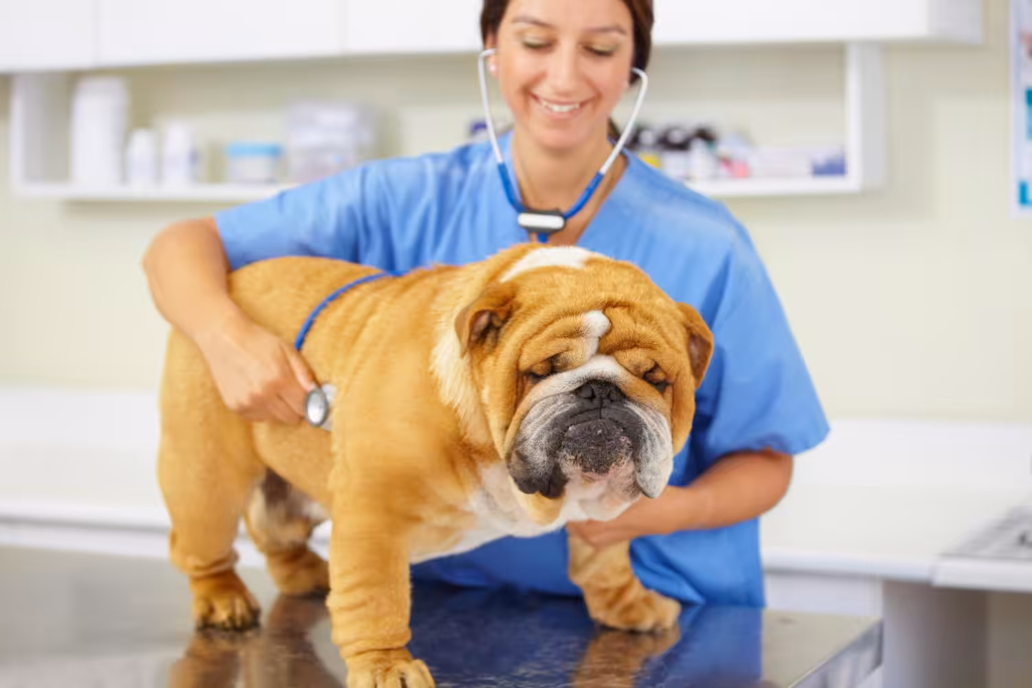 Obesidade reduz em até dois anos a expectativa de vida dos pets