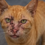 Caso de esporotricose em gato acende alerta em Araraquara; responsável apresenta sintomas