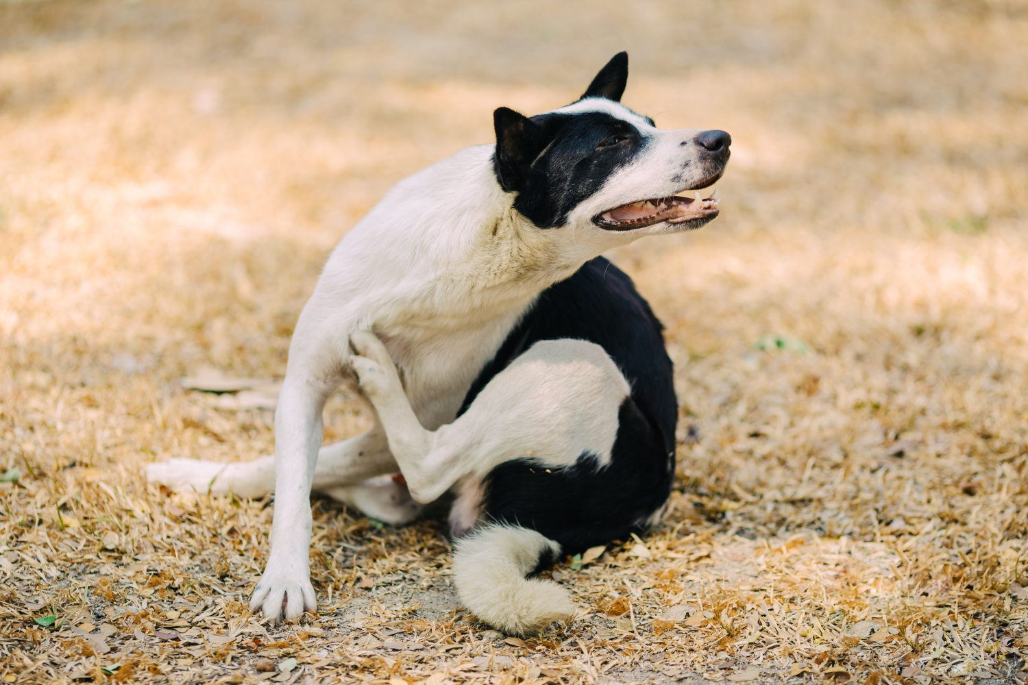 Coceira excessiva do seu cão precisa de atenção