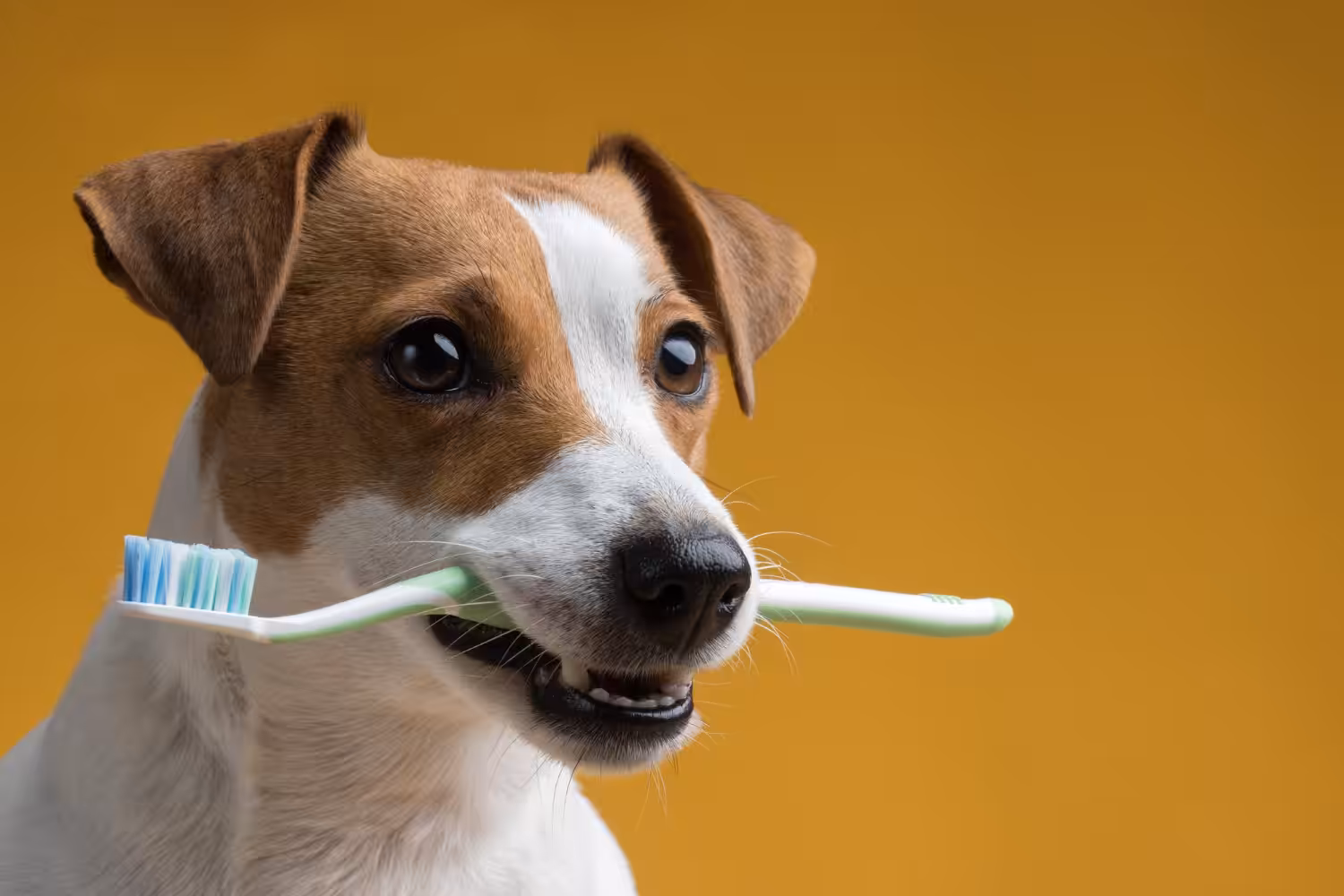 Má higiene bucal pode afetar a saúde dos pets