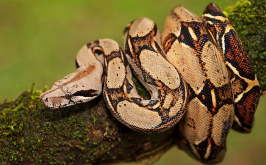 ERROS DE MANEJO OFERECEM RISCOS GRAVES ÀS SERPENTES DE ESTIMAÇÃO