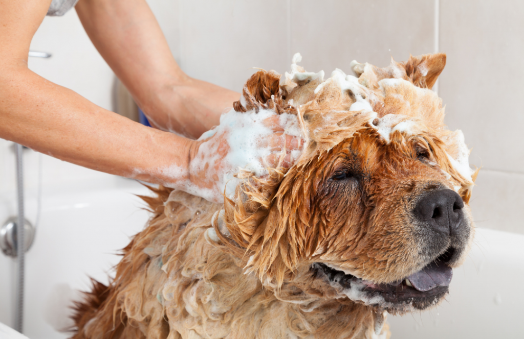 UNILEVER LANÇA PRIMEIRA MARCA DE PRODUTOS PETS NO BRASIL