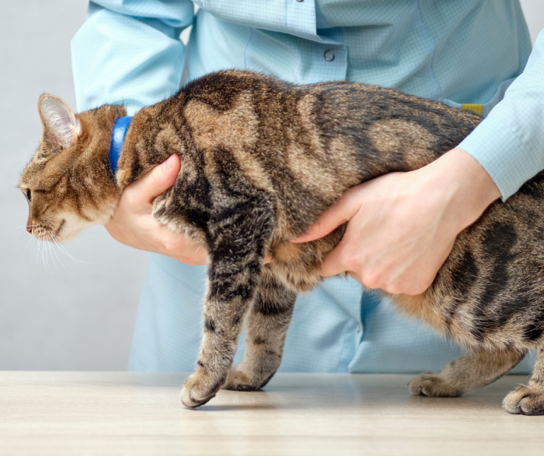 Manejo da hérnia umbilical em cães e gatos: o que precisa ser avaliado