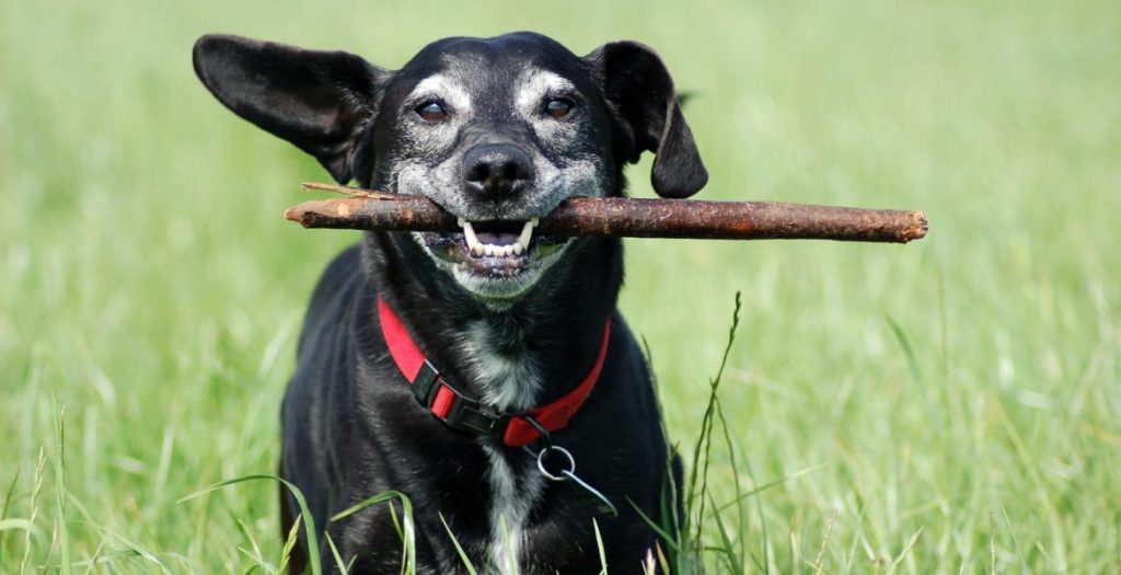 CÃES NA FASE SÊNIOR PRECISAM DE MAIOR ATENÇÃO DE ESPECIALISTAS E TUTORES
