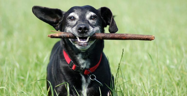 Estendendo uma vida saudável: entenda como aumentar a longevidade dos pets