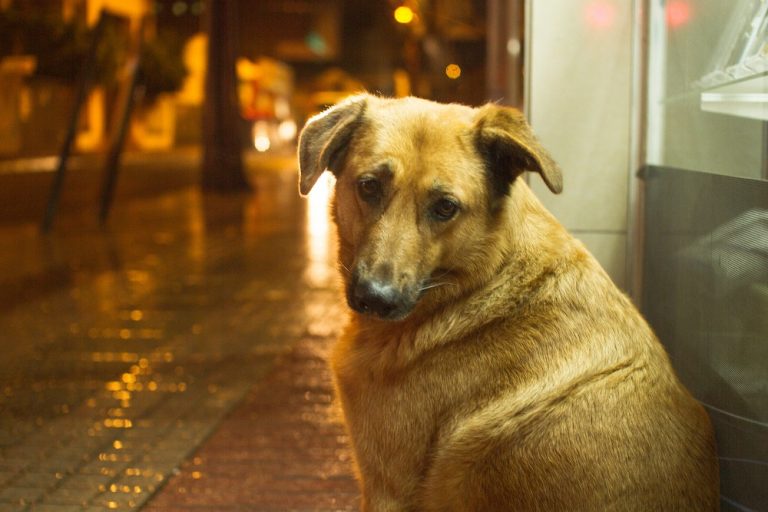 Mais de 80% dos abandonos de animais ocorrem em áreas urbanas, aponta pesquisa