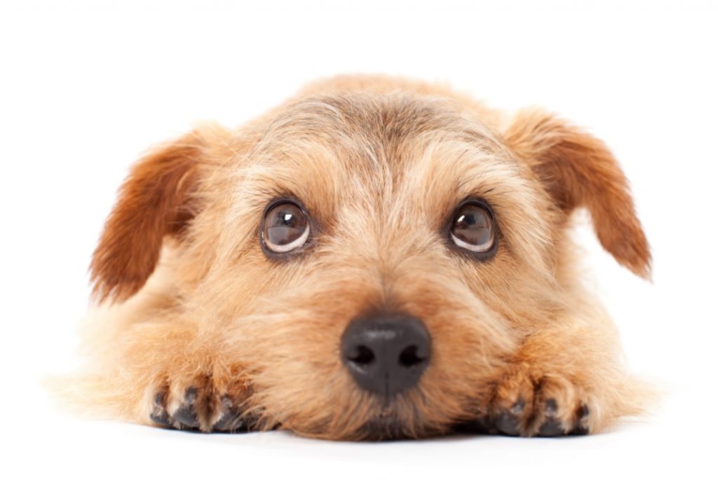 AÇÃO CHAPOLIN CHALLENGE CONTA COM A PARTICIPAÇÃO DA CEVA