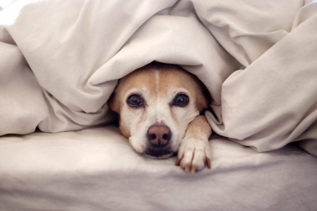 CLIMA SECO DO INVERNO BRASILEIRO ACOMETE MUITOS CÃES E GATOS