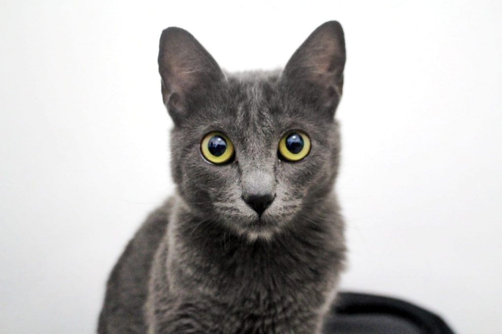 CRMV-SP FORNECE DICAS PARA PRESERVAR A SAÚDE E BEM-ESTAR DE GATOS