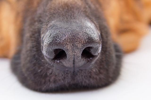 Namíbia recorre ao treinamento de cães para detectar Covid-19