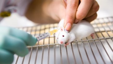 Diante da necessidade de integração entre o Conselho Federal de Medicina Veterinária (CFMV) e o Conselho Nacional de Controle de Experimentação Animal (Concea), foi criado Grupo de Trabalho (GT) com o objetivo de mapear, analisar e sugerir a revisão ou a edição de legislação relacionada ao uso de animais em laboratórios nas atividades de ensino e pesquisa. Para organizar os trabalhos, o GT realizou sua primeira reunião dia 26 de maio e agendou o próximo encontro para o dia 10 de junho. O Concea é um órgão integrante do Ministério da Ciência, Tecnologia, Inovações e Comunicações, responsável por formular as regras para a utilização humanitária de animais com finalidade de ensino ou pesquisa científica, assegurando tratamento digno e ético. O GT do CFMV conta quatro membros do Concea, inclusive sua coordenadora, a médica-veterinária Ekaterina Akimovna Botovchenco Rivera. Bem-estar animal. Para propor diretrizes de regulamentação relacionadas ao bem-estar animal, o CFMV recriou a Comissão Nacional de Bem-Estar Animal (Cobea), que também deverá revisar e propor a atualização e harmonização da legislação sobre o tema. A comissão ainda deverá apresentar posicionamento técnico e analisar demandas e necessidades dos Conselhos Regionais de Medicina Veterinária (CRMVs). Relacionamento político. Para assessorar a diretoria e a plenária, o CFMV recriou, ainda, a Câmara Técnica de Medicina Veterinária. Seu papel é político-institucional, propondo políticas de atuação profissional e regulamentações relacionadas ao ensino da Medicina Veterinária. O grupo tem, além disso, a missão de sugerir a formalização de parcerias com entidades públicas ou privadas, nacionais e internacionais, relacionadas à Medicina Veterinária. Fonte: CFMV, adaptado pela equipe Cães&Gatos VET FOOD.