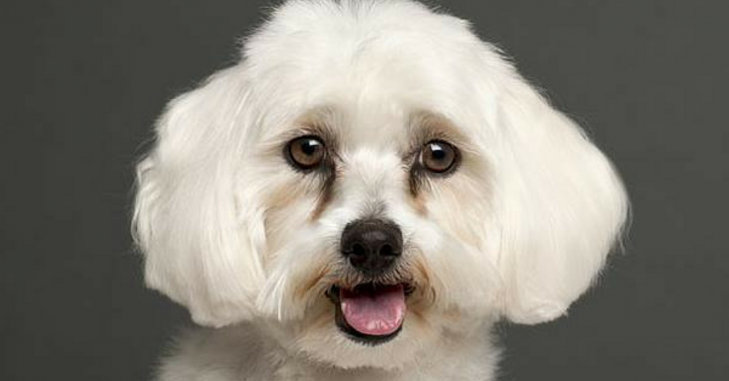 LACRIMEJAMENTO EXCESSIVO CAUSA MANCHA NA FACE DOS ANIMAIS