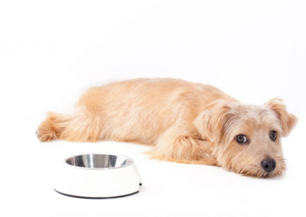 ESPECIALISTAS DESTACAM A IMPORTÂNCIA DA NUTRIÇÃO PARA A SAÚDE DE PETS