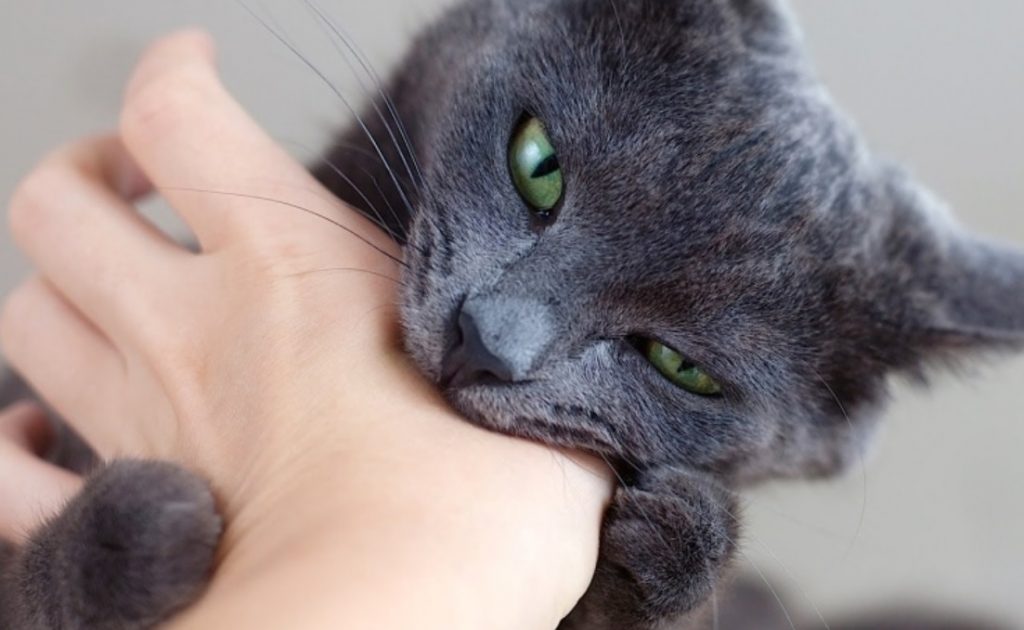 ALGUNS PROBLEMAS COMPORTAMENTAIS NÃO SÃO VALORIZADOS PELOS TUTORES