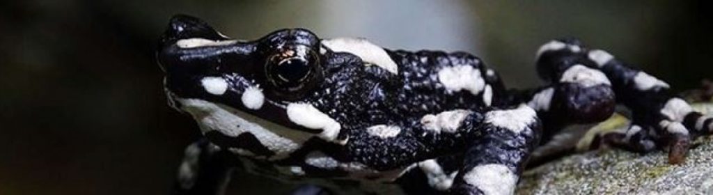APÓS SER CONSIDERADA EXTINTA, ESPÉCIE DE SAPO É REENCONTRADA NA COLÔMBIA