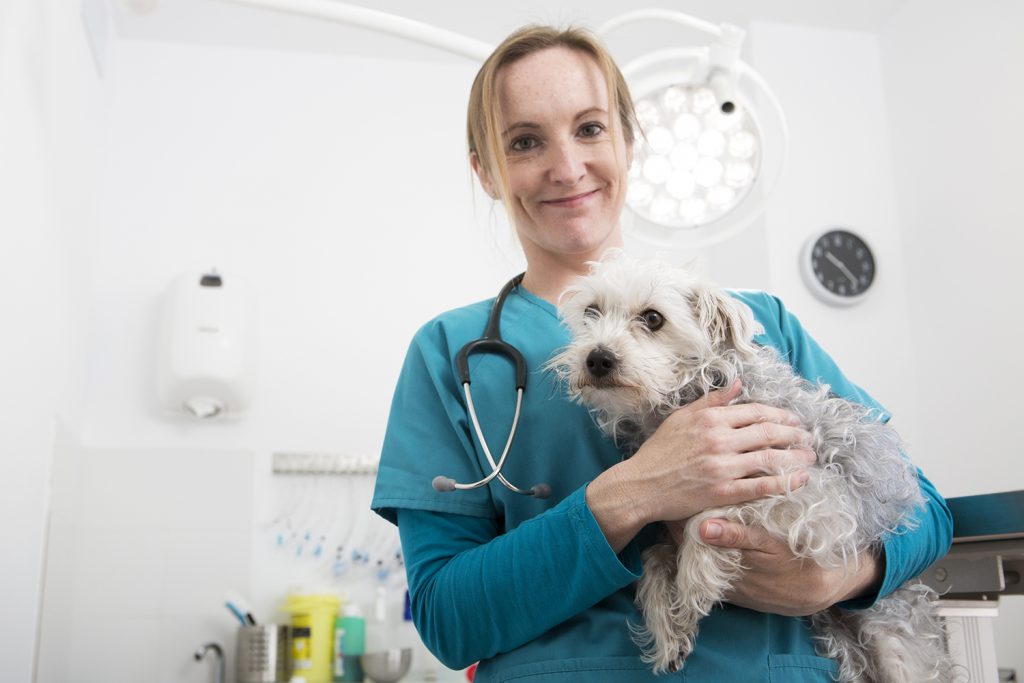 PROJETO DE LEI VISA DISPONIBILIZAR LINHA DE CRÉDITO PARA VETERINÁRIOS