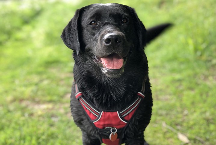 TERAPIA TÓPICA PODE SER A PRIMEIRA ESCOLHA DO VETERINÁRIO EM CERTOS CASOS