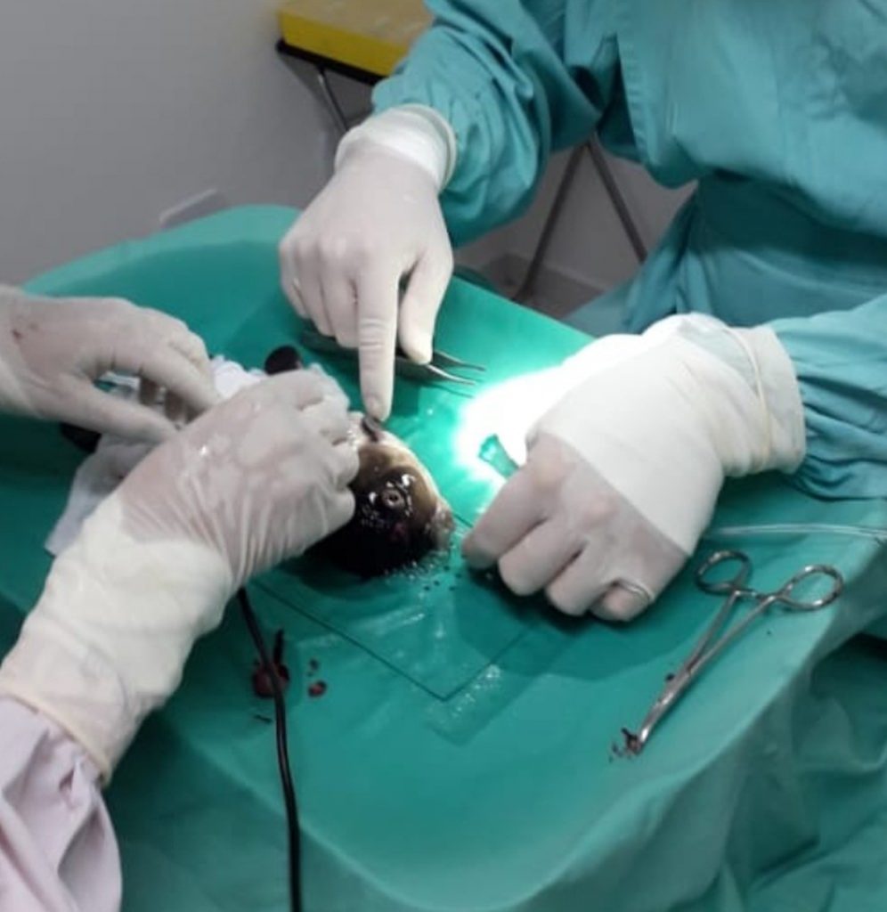 VETERINÁRIO REALIZA CIRURGIA DE RETIRADA DE TUMOR EM PEIXE