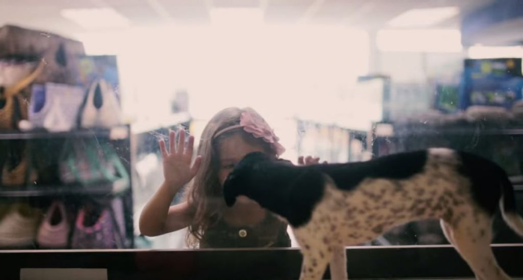 PE EXIGIRÁ RESPONSÁVEL TÉCNICO EM COMÉRCIOS COM ANIMAIS VIVOS