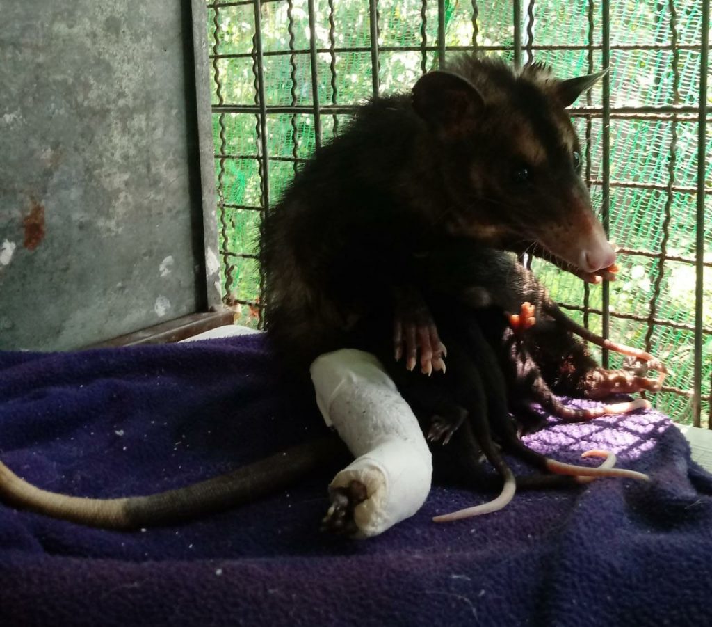 ZOOLÓGICO MUNICIPAL DE GUARULHOS SOCORRE GAMBÁS AGREDIDOS