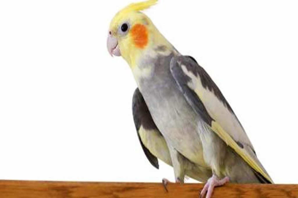 AVES PODEM SER ACOMETIDAS POR FUNGOS PRESENTES EM FRUTAS