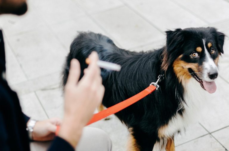 Fumo passivo afeta pets e compromete a saúde respiratória