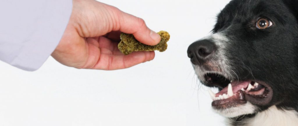 REDE FÓRMULA ANIMAL LANÇA SUA 23ª FARMÁCIA, DESTA VEZ, EM BARUERI (SP)