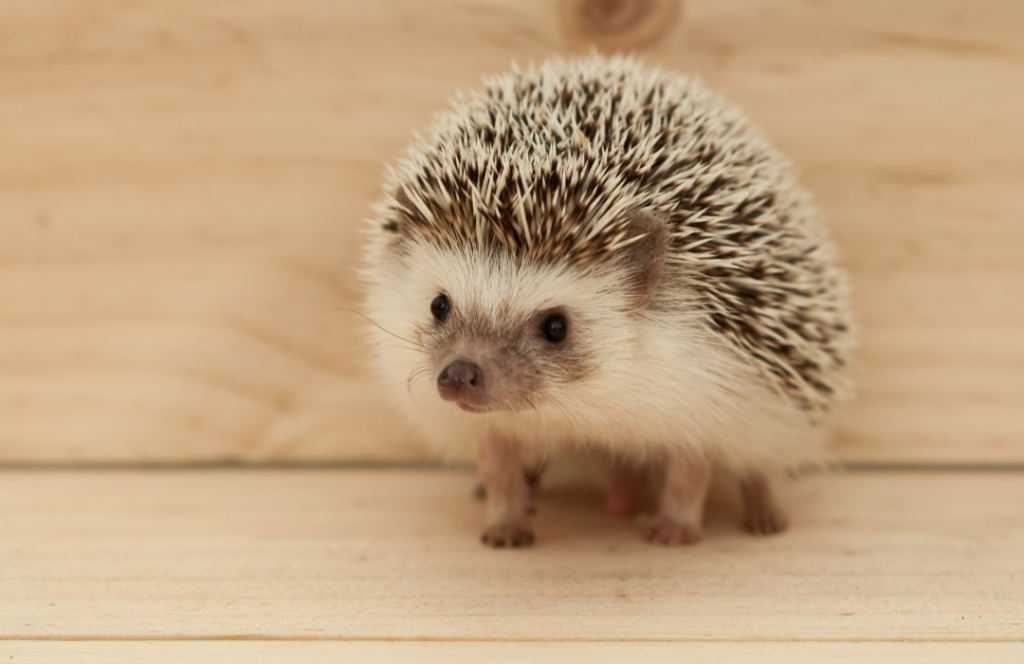 Clínica de silvestres e exóticos precisa de olhar direcionado às particularidades dos animais