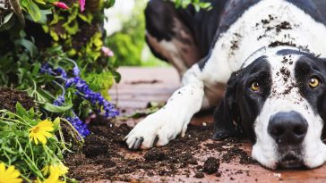 pets e plantas