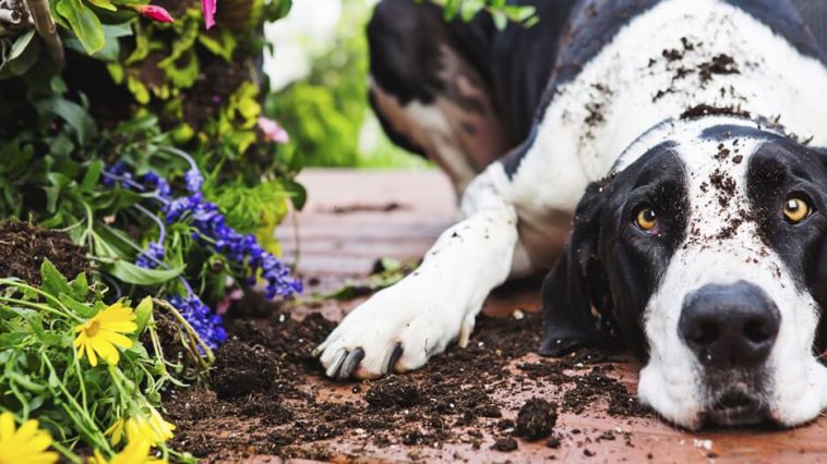 pets e plantas