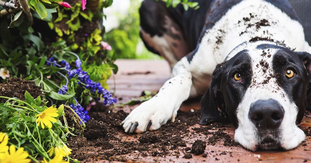 pets e plantas