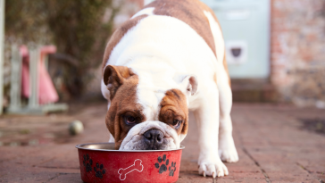 produto Royal Canin